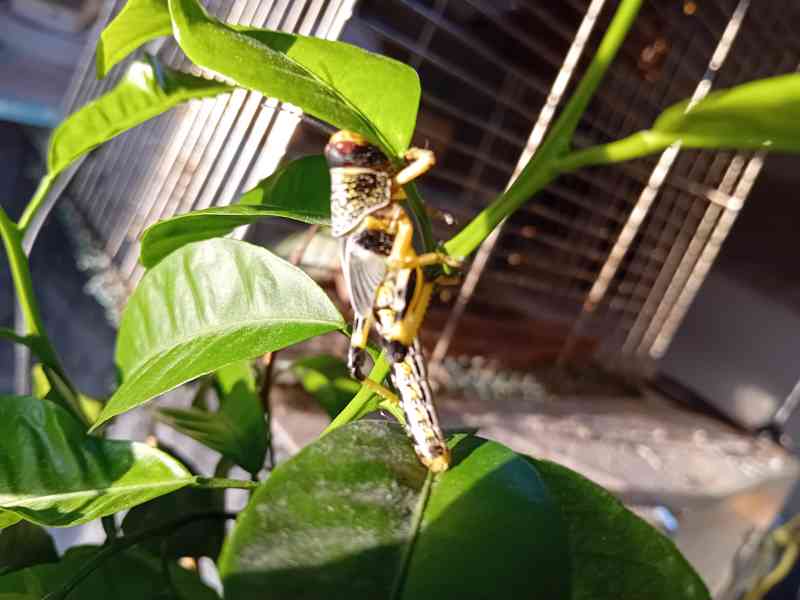 Prodám sarančata  - foto 2