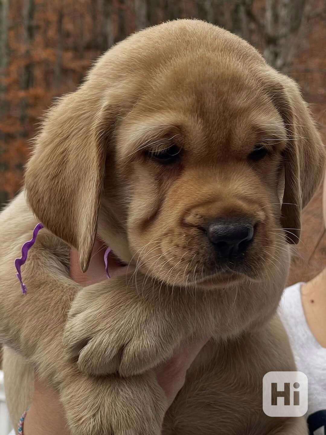 Štěňata labradorského retrívra na prodej. - foto 1