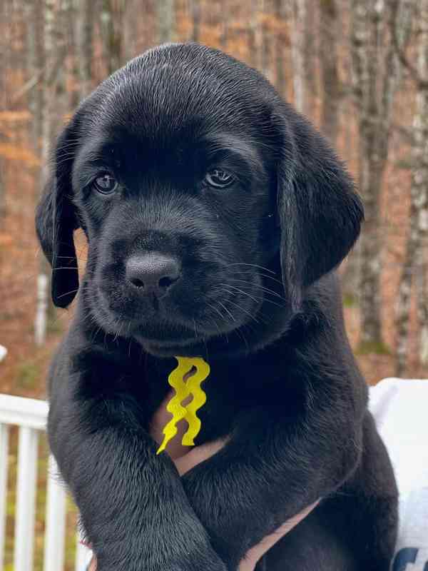 Štěňata labradorského retrívra na prodej. - foto 5