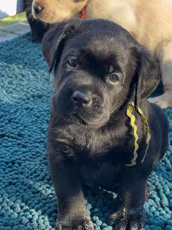 Štěňata labradorského retrívra na prodej. - foto 4