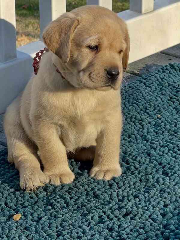 Štěňata labradorského retrívra na prodej. - foto 2