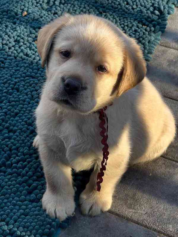 Štěňata labradorského retrívra na prodej. - foto 3