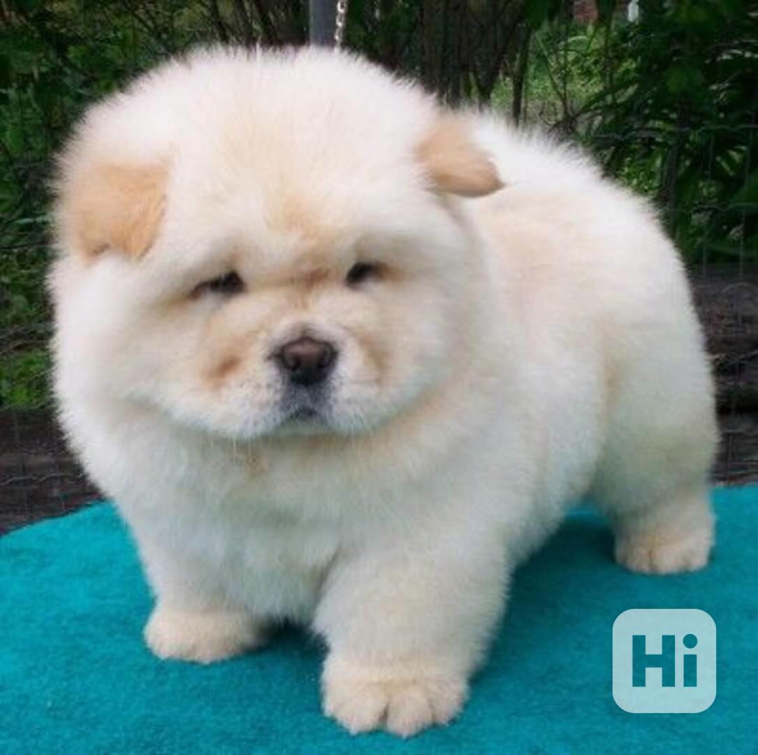   Dárek úžasná štěňátka čau čau k adopci zdarma   - foto 1