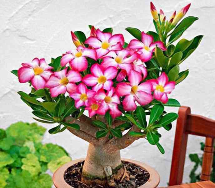Adenium obesum 'pink' - semena