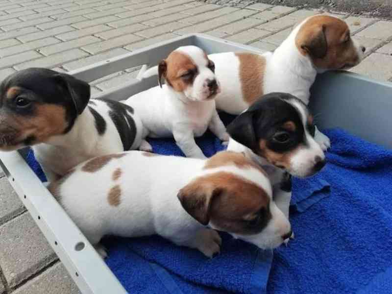 štěňata Jack Russell teriér s PP. - foto 2