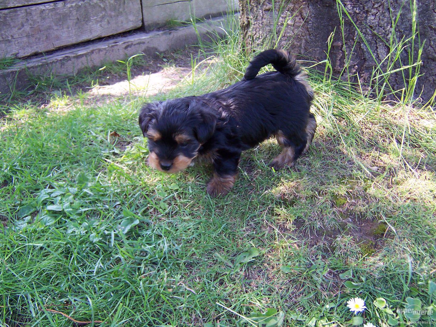 Australský silky teriér - foto 1