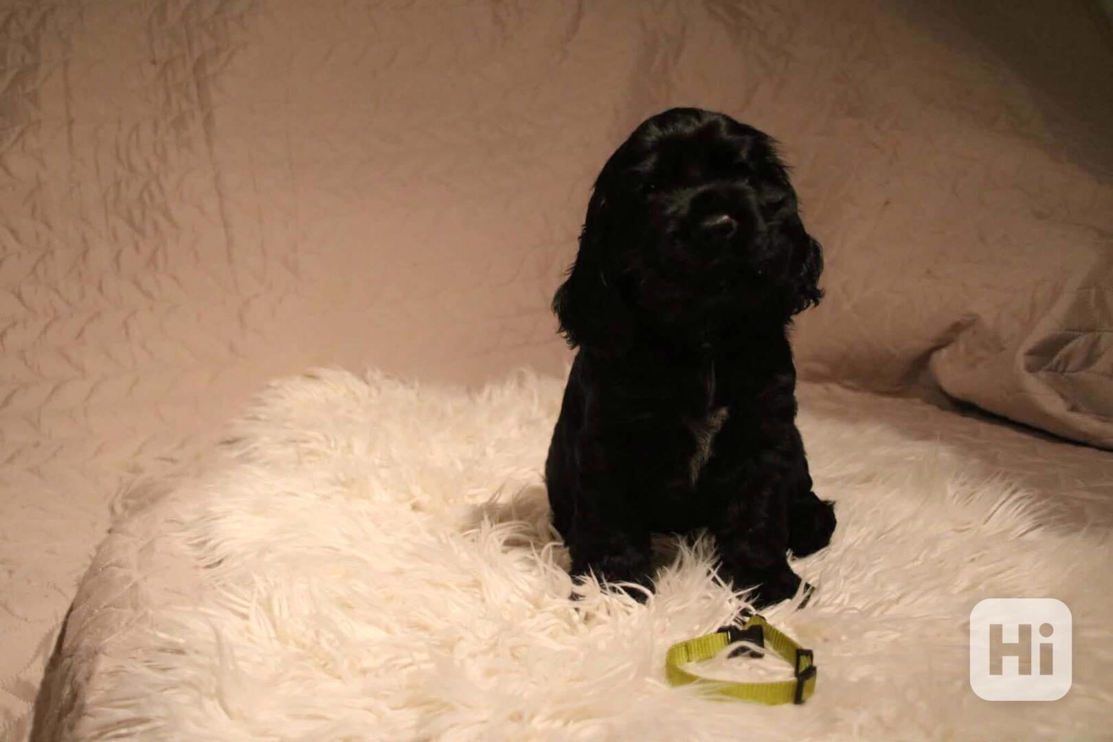 Štěňátka anglického kokršpaněla – CHS Benji's Memory - foto 1