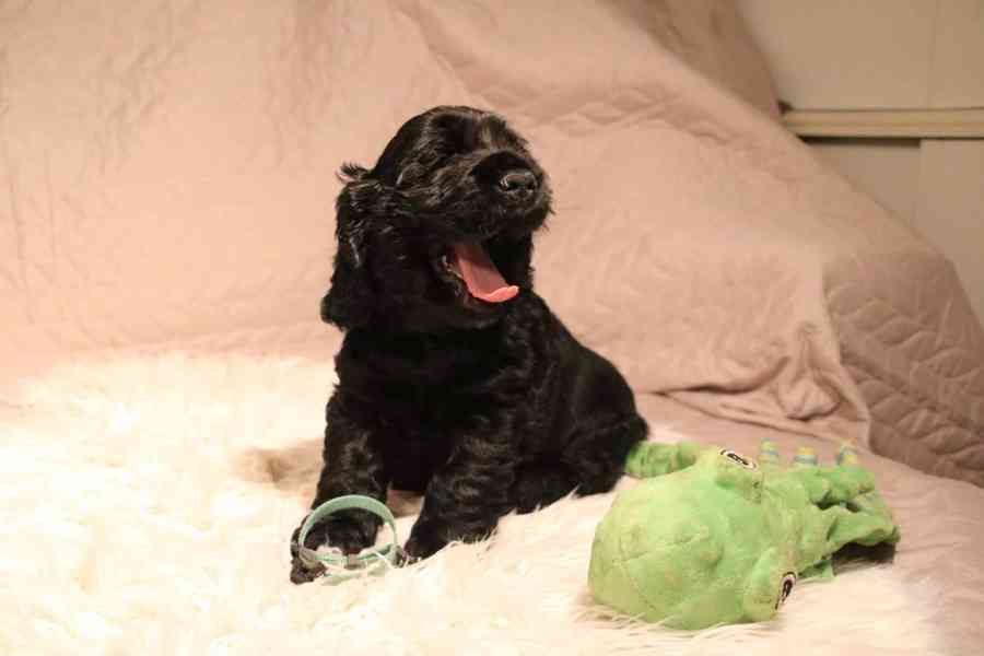 Štěňátka anglického kokršpaněla – CHS Benji's Memory - foto 11