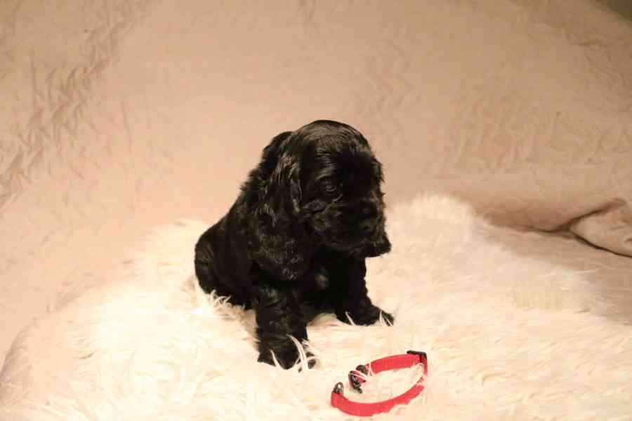 Štěňátka anglického kokršpaněla – CHS Benji's Memory - foto 3