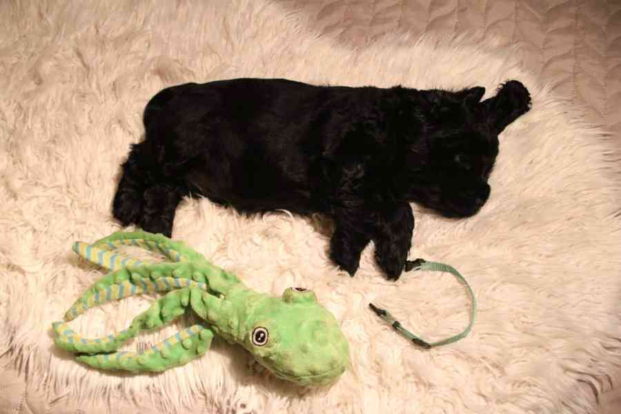 Štěňátka anglického kokršpaněla – CHS Benji's Memory - foto 7