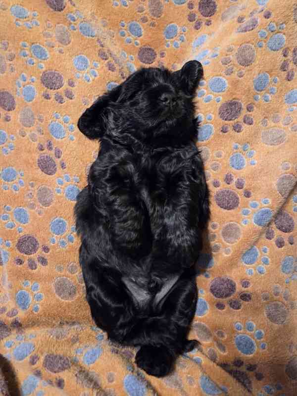 Štěňátka anglického kokršpaněla – CHS Benji's Memory - foto 2