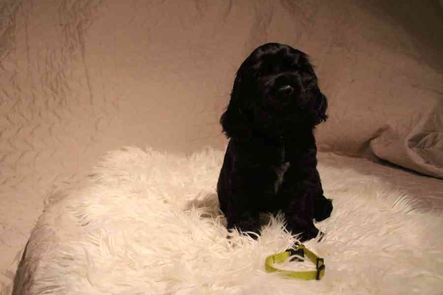 Štěňátka anglického kokršpaněla – CHS Benji's Memory