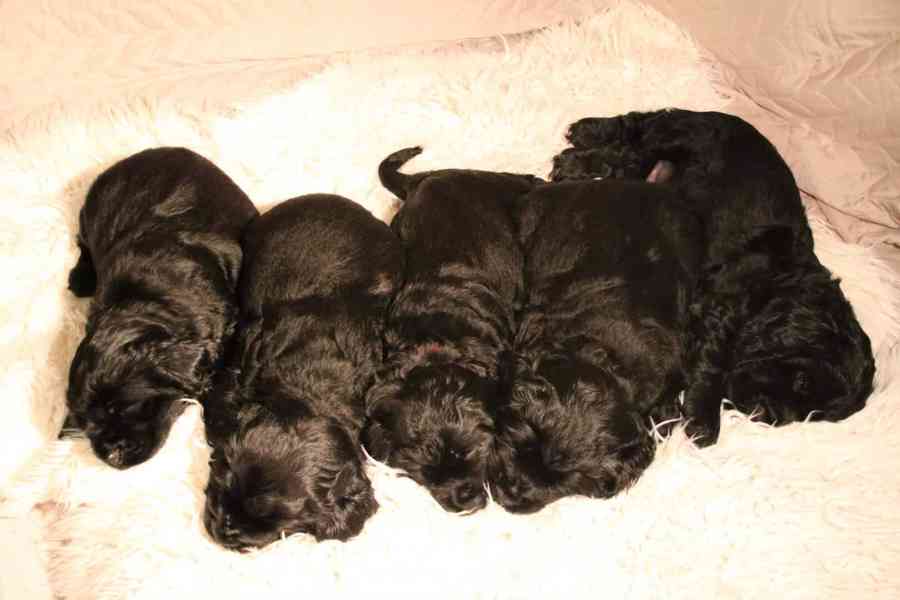 Štěňátka anglického kokršpaněla – CHS Benji's Memory - foto 2