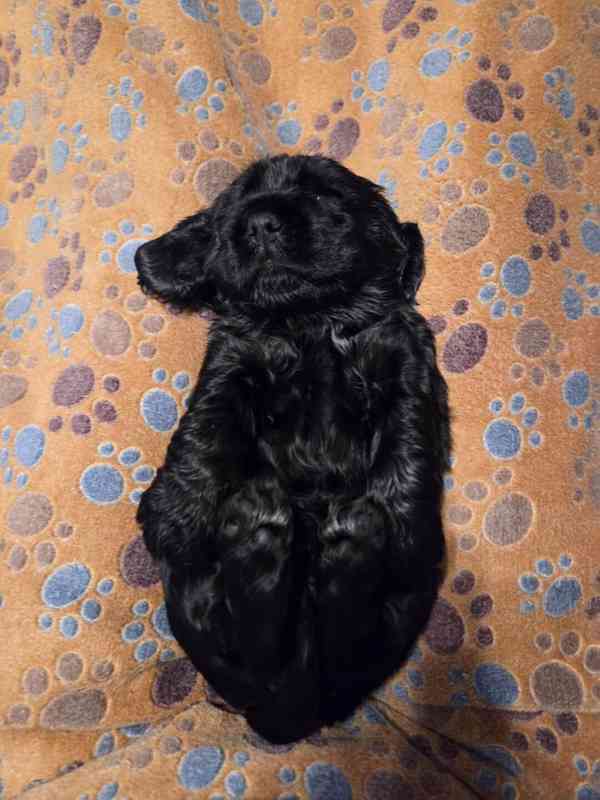 Štěňátka anglického kokršpaněla – CHS Benji's Memory - foto 3