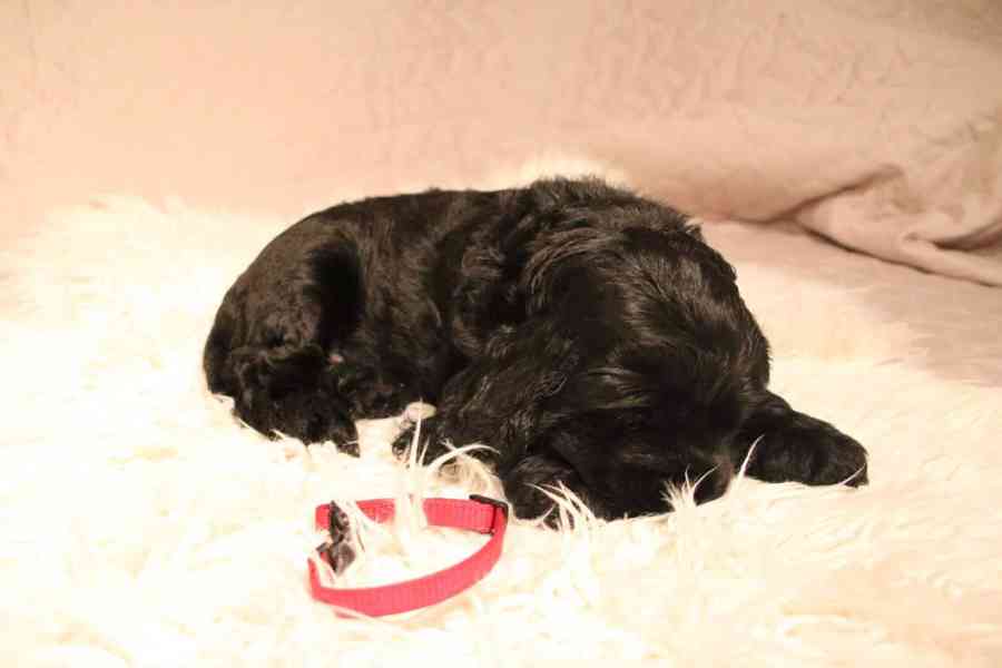 Štěňátka anglického kokršpaněla – CHS Benji's Memory - foto 4