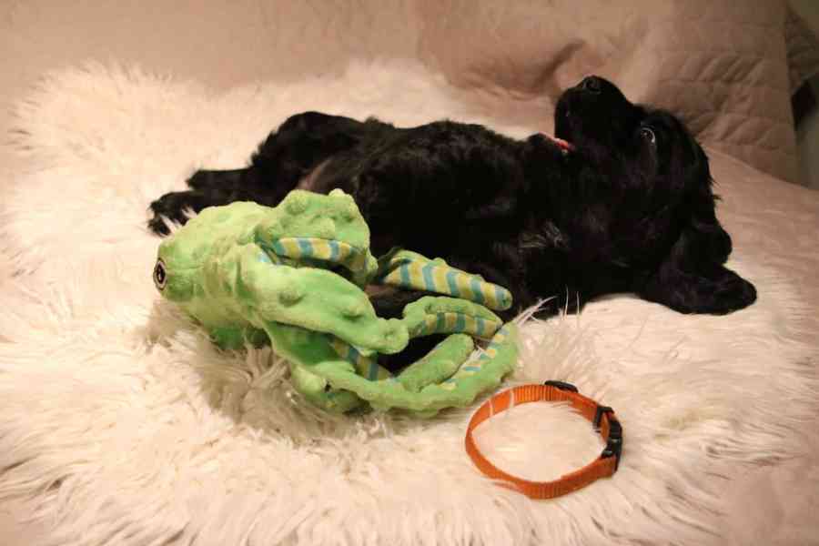 Štěňátka anglického kokršpaněla – CHS Benji's Memory - foto 14