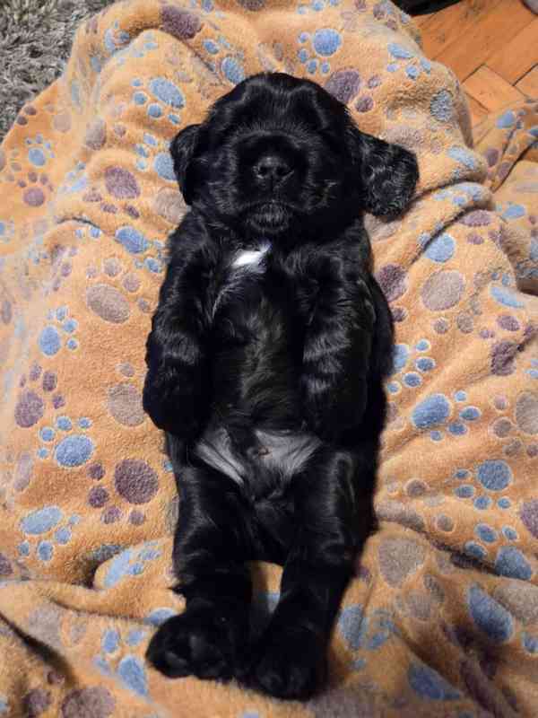 Štěňátka anglického kokršpaněla – CHS Benji's Memory - foto 1