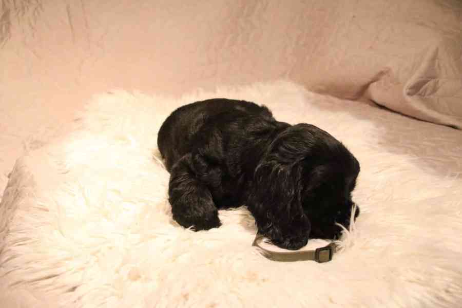 Štěňátka anglického kokršpaněla – CHS Benji's Memory - foto 8