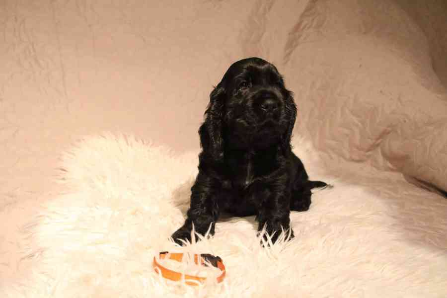 Štěňátka anglického kokršpaněla – CHS Benji's Memory - foto 5