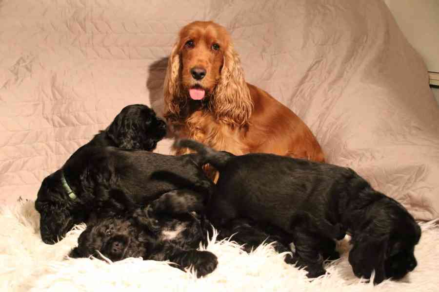 Štěňátka anglického kokršpaněla – CHS Benji's Memory - foto 6