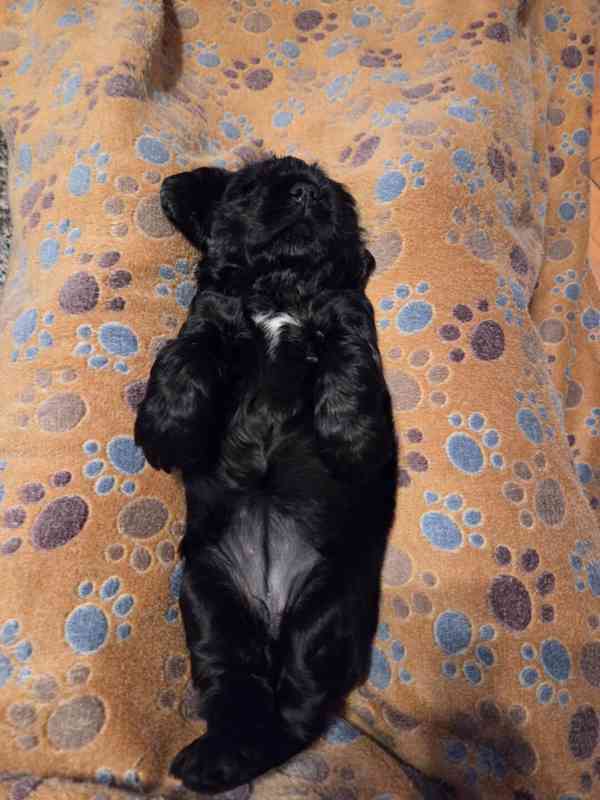 Štěňátka anglického kokršpaněla – CHS Benji's Memory - foto 5