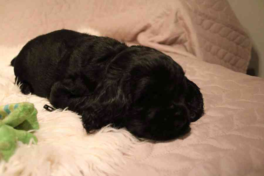 Štěňátka anglického kokršpaněla – CHS Benji's Memory - foto 13