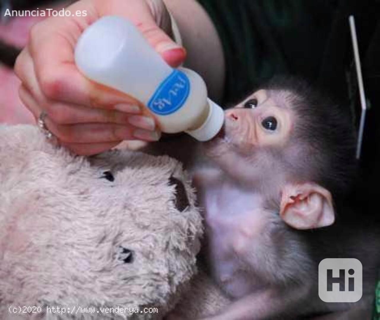 Vynikající kapucínské opice - foto 1