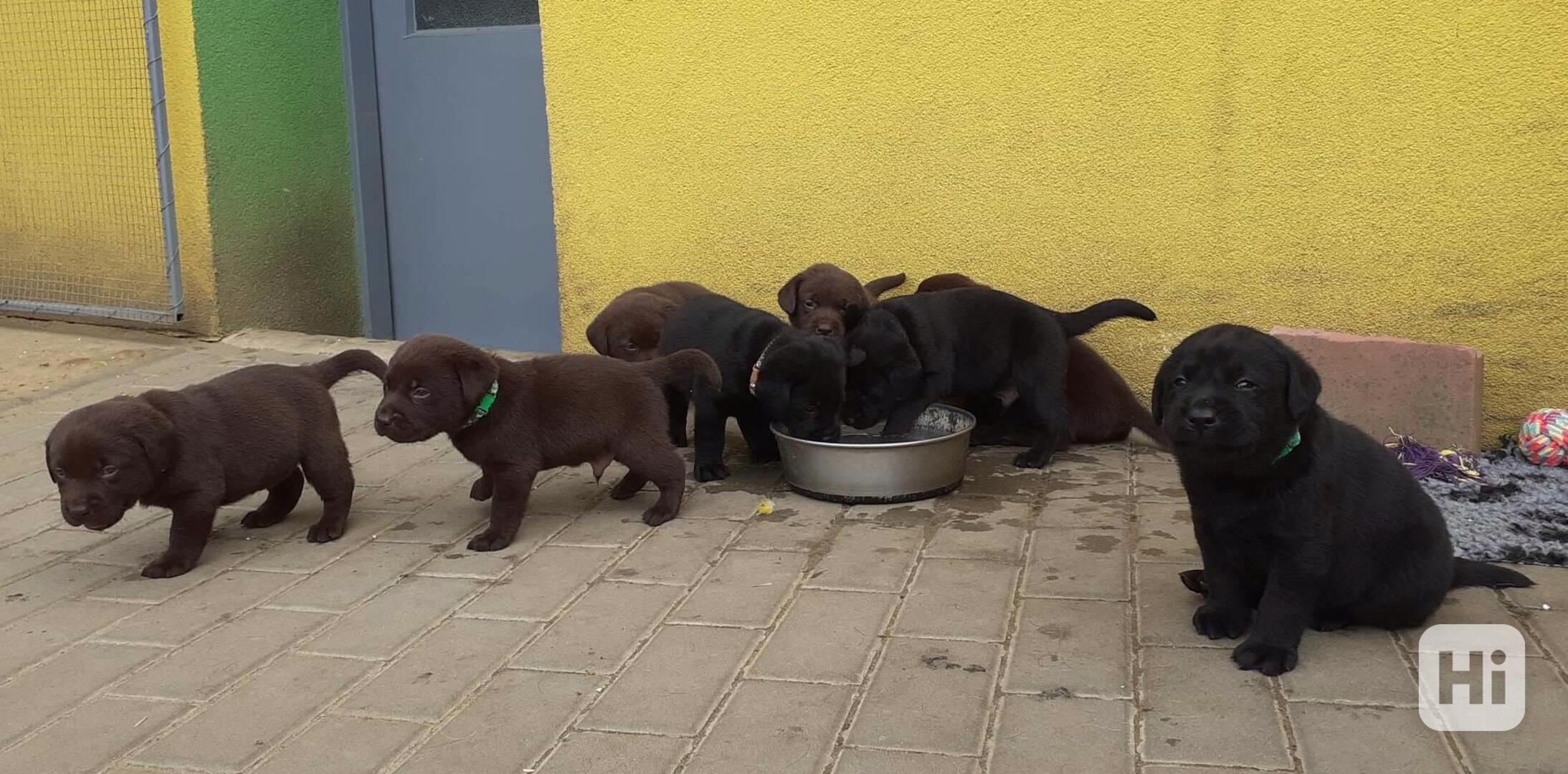 Čokoládová a černá štěňátka labradora s PP - foto 1
