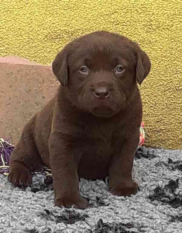 Čokoládová a černá štěňátka labradora s PP - foto 3