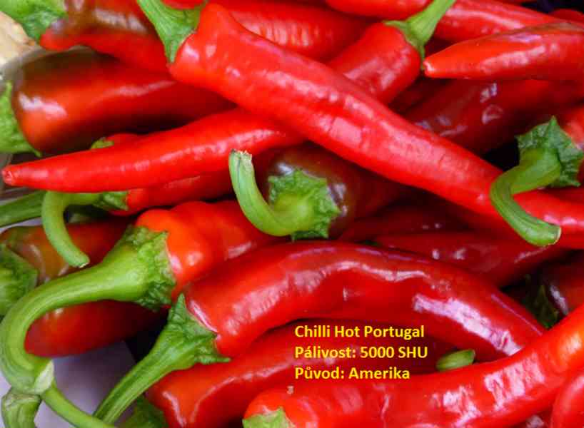 Rostlina chilli Hot Portugal - foto 1