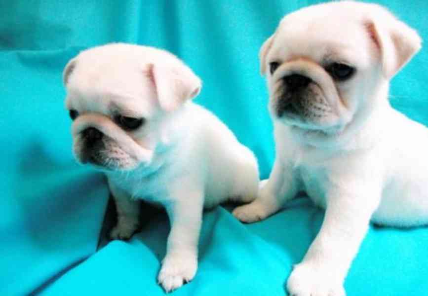 štěňata mopse k adopci - foto 1