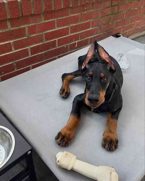 Štěně dobermana k ochraně. - foto 2