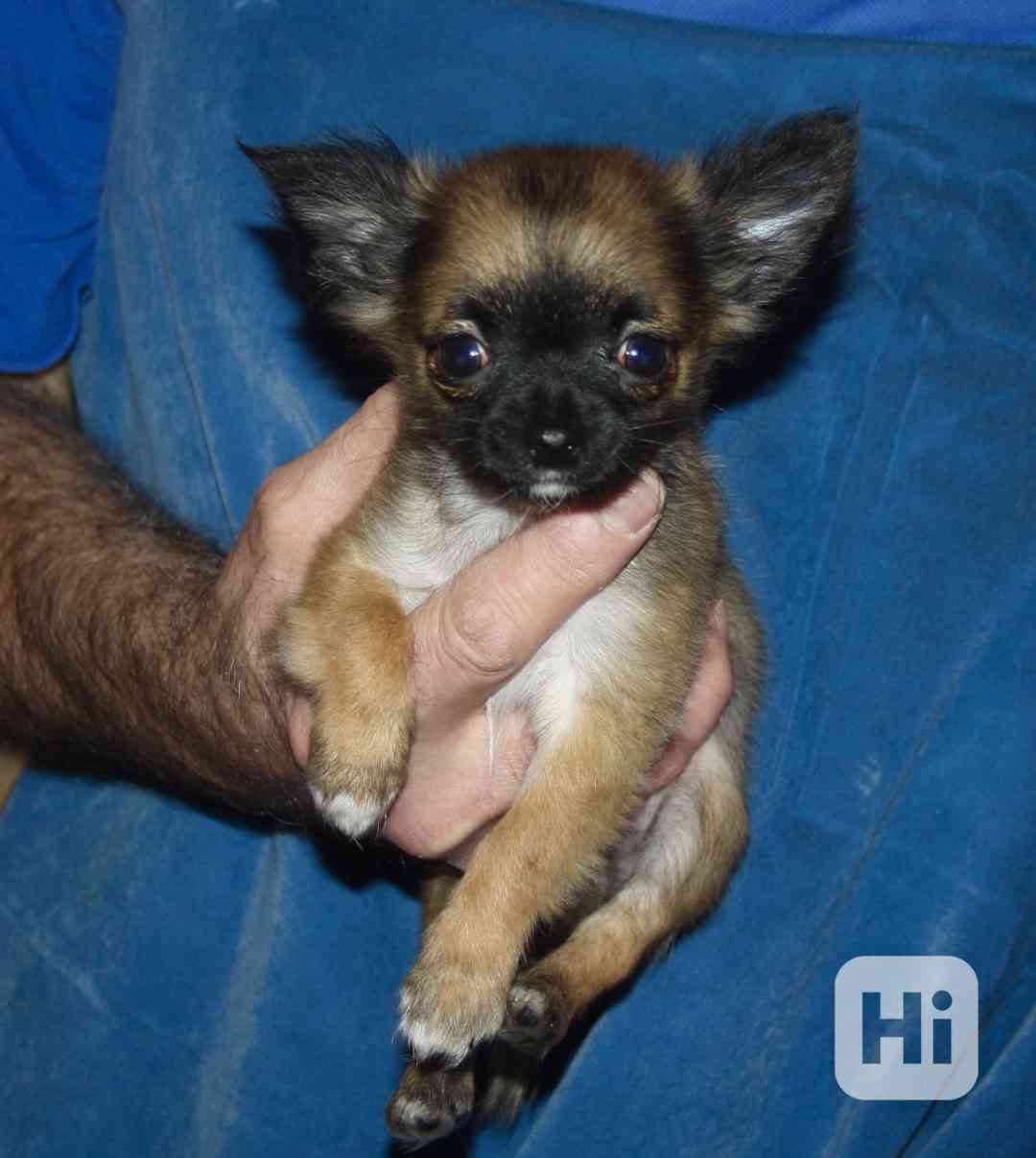 Čivava dlouhosrstá s PP - foto 1