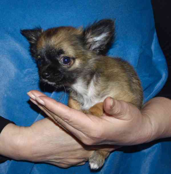 Čivava dlouhosrstá s PP - foto 2