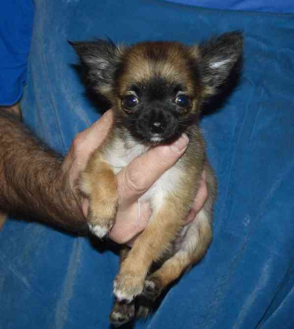 Čivava dlouhosrstá s PP - foto 1