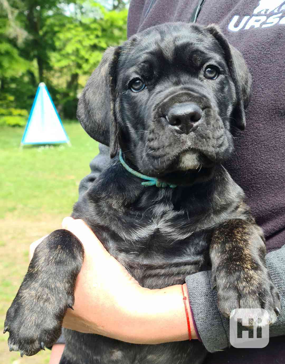 Cane Corso- štěňátka s PP FCI - foto 1