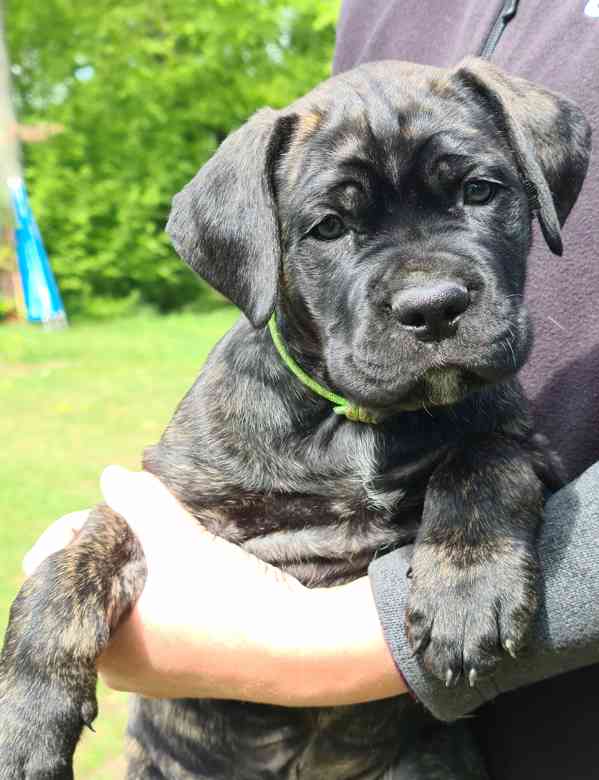 Cane Corso- štěňátka s PP FCI - foto 3