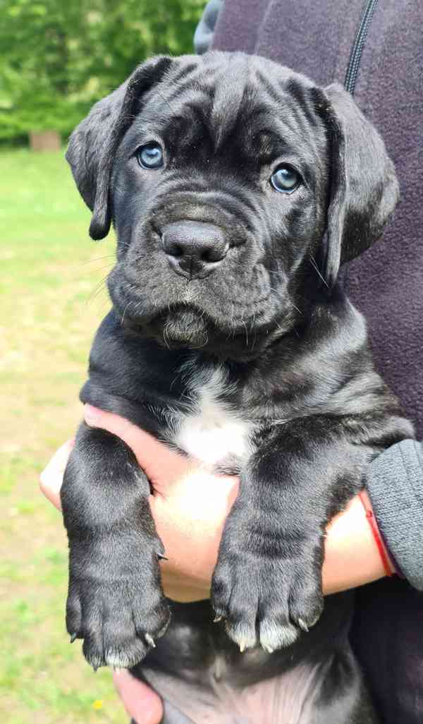 Cane Corso- štěňátka s PP FCI - foto 2