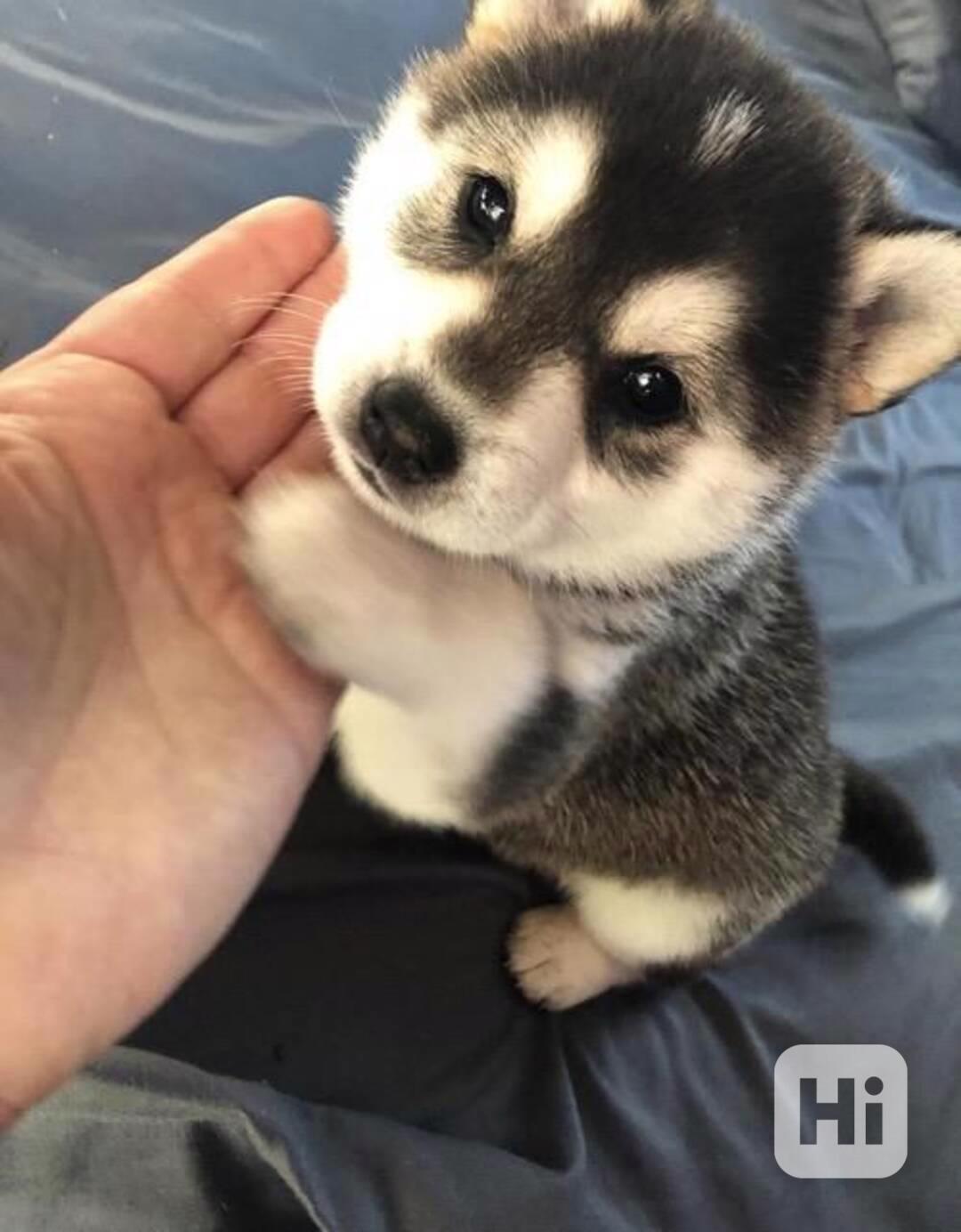 Zdarma dárek štěňata sibiřského huskyho k adopci   - foto 1