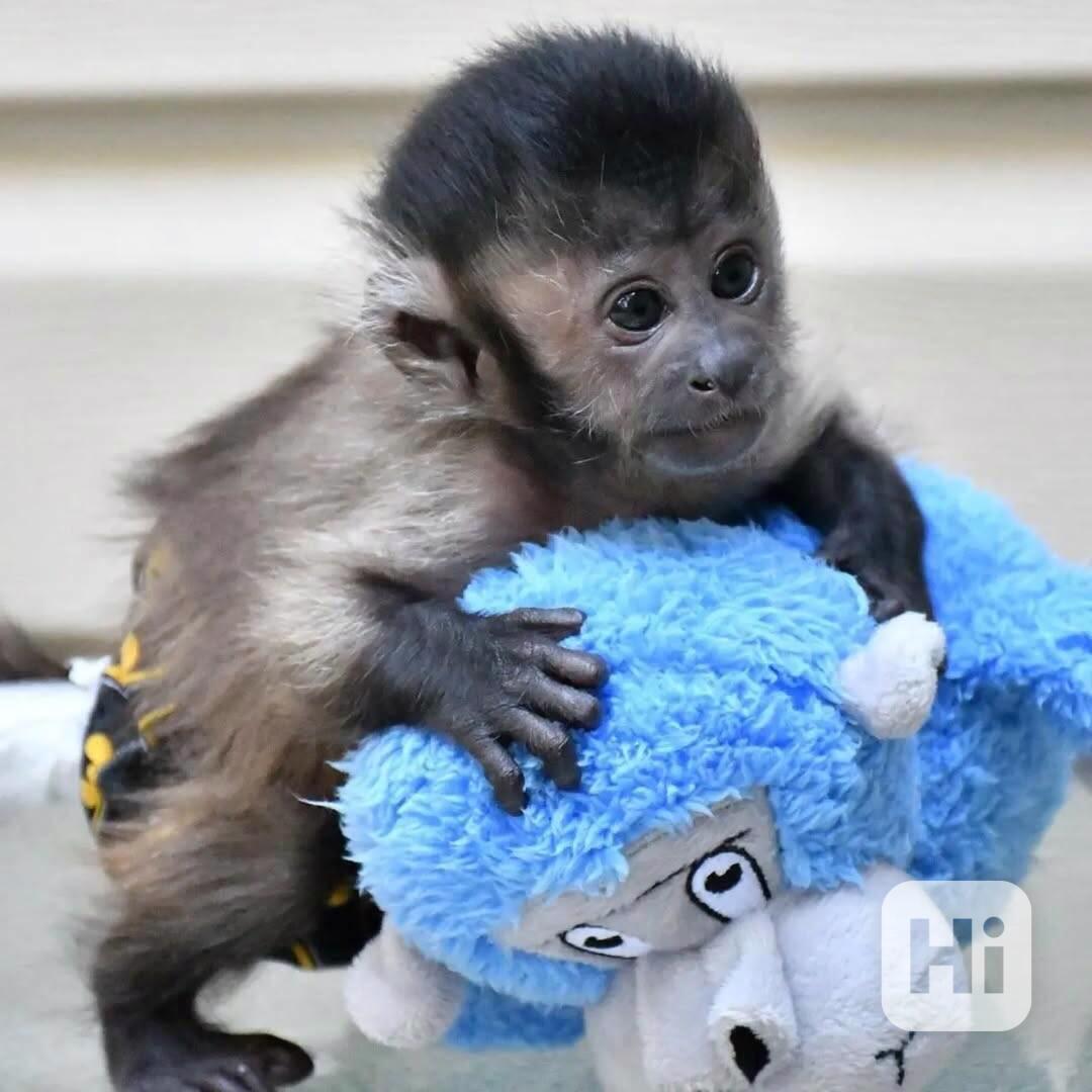 Roztomilá malá kapucínská opice - foto 1