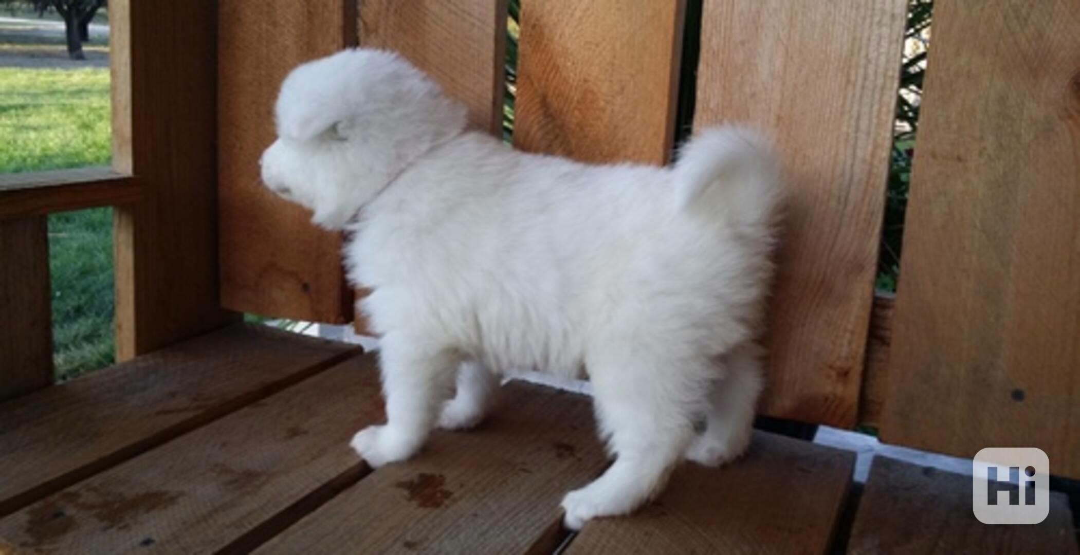 Krásná štěňata samojedů - foto 1