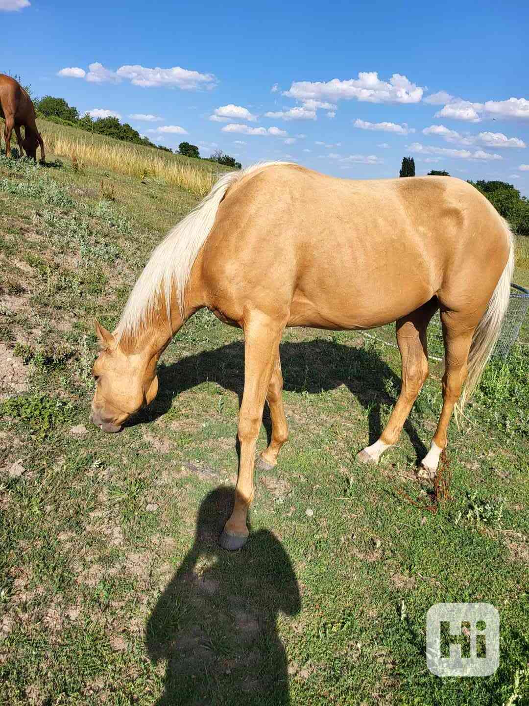 Prodám koně - kobylu - foto 1