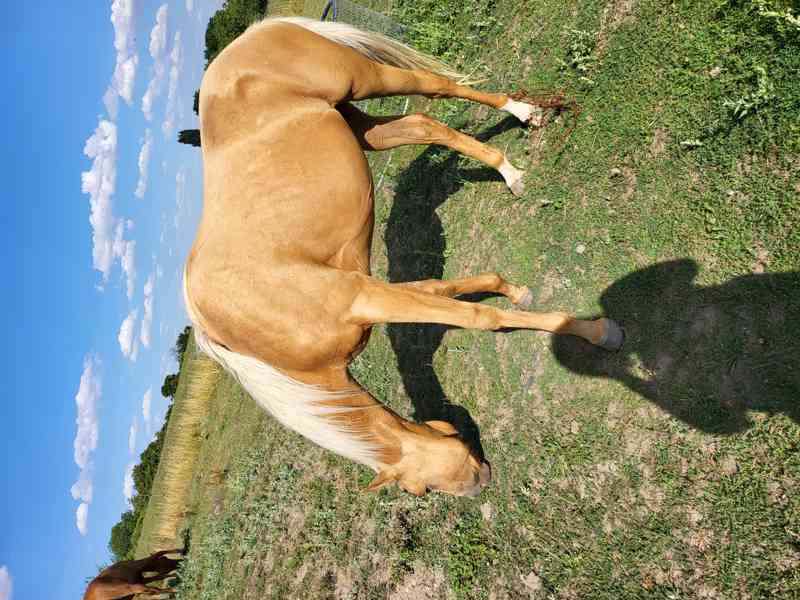 Prodám koně - kobylu - foto 1