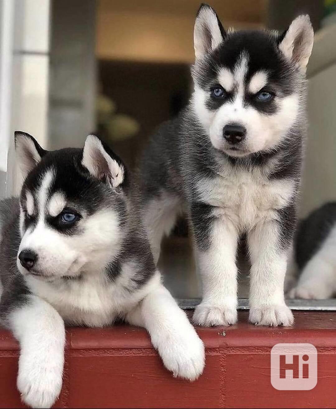 krásná štěňátka sibiřského huskyho k adopci - foto 1