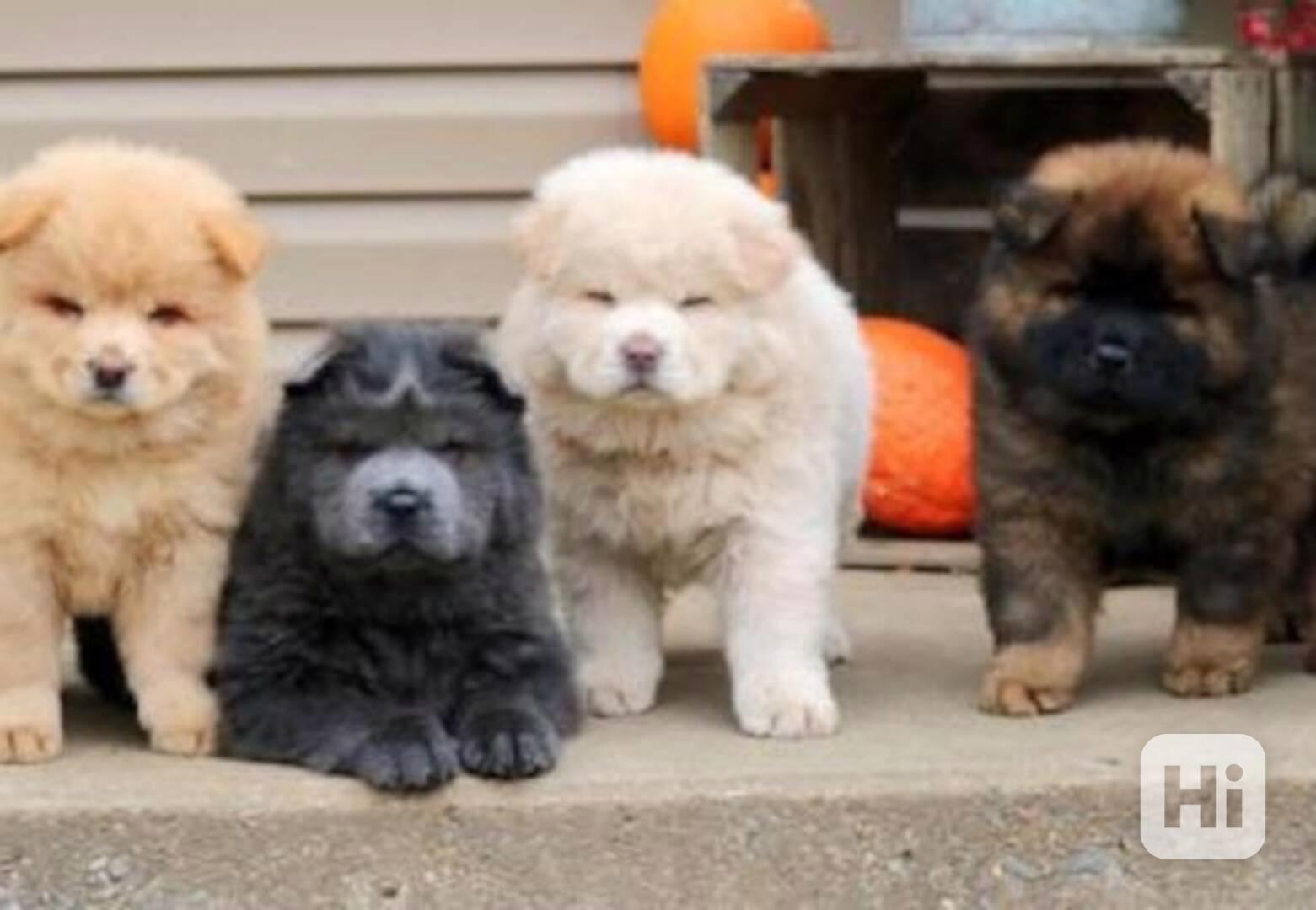 štěňátka čau čau k adopci - foto 1