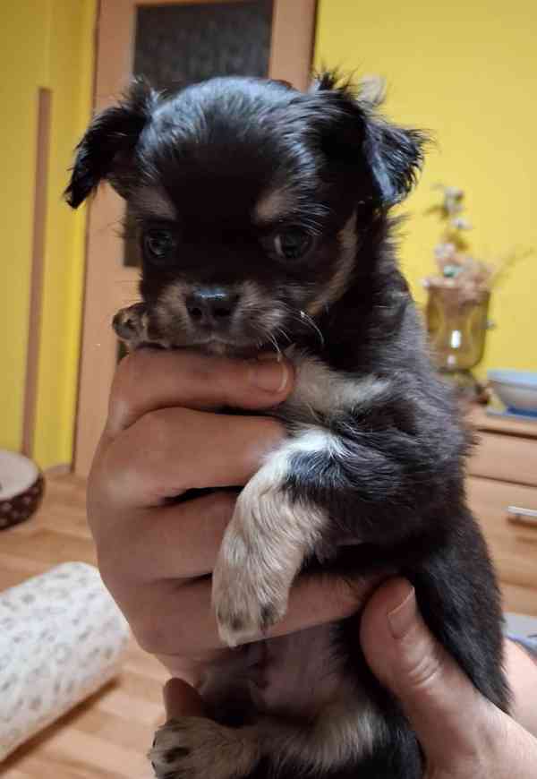 Čivava dlouhosrstý - pejsek s PP - foto 1