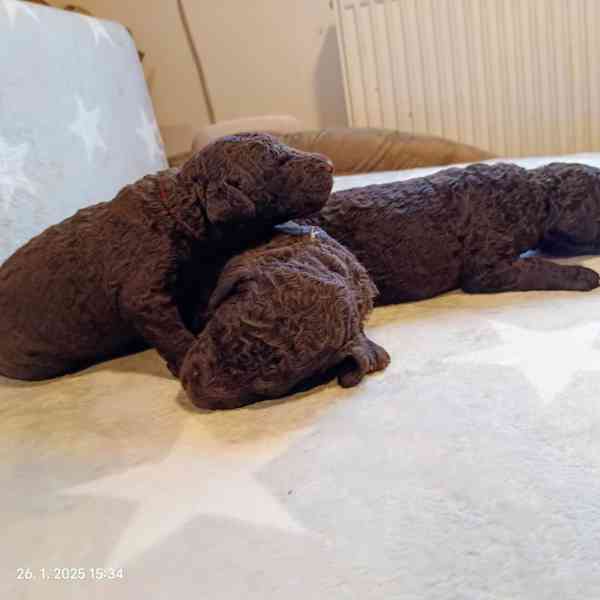 Curly coated retriever - štěňátka - foto 3