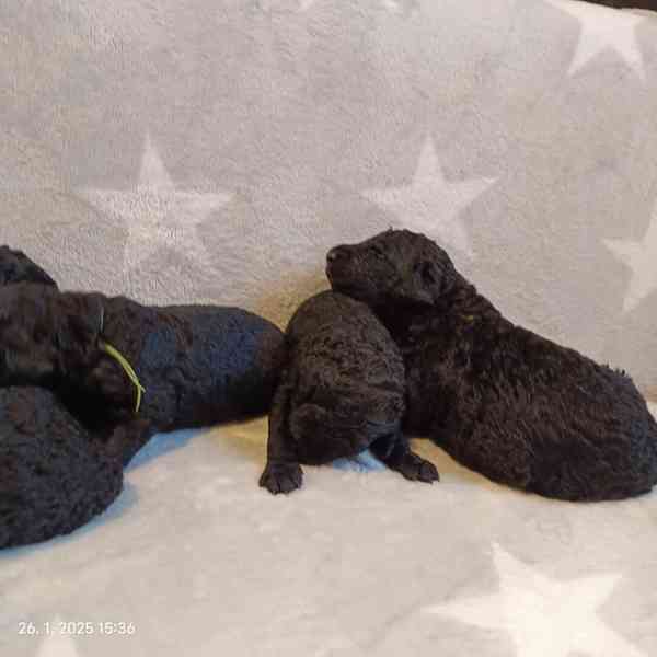 Curly coated retriever - štěňátka - foto 6