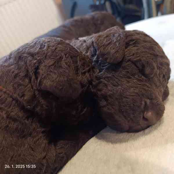 Curly coated retriever - štěňátka - foto 2