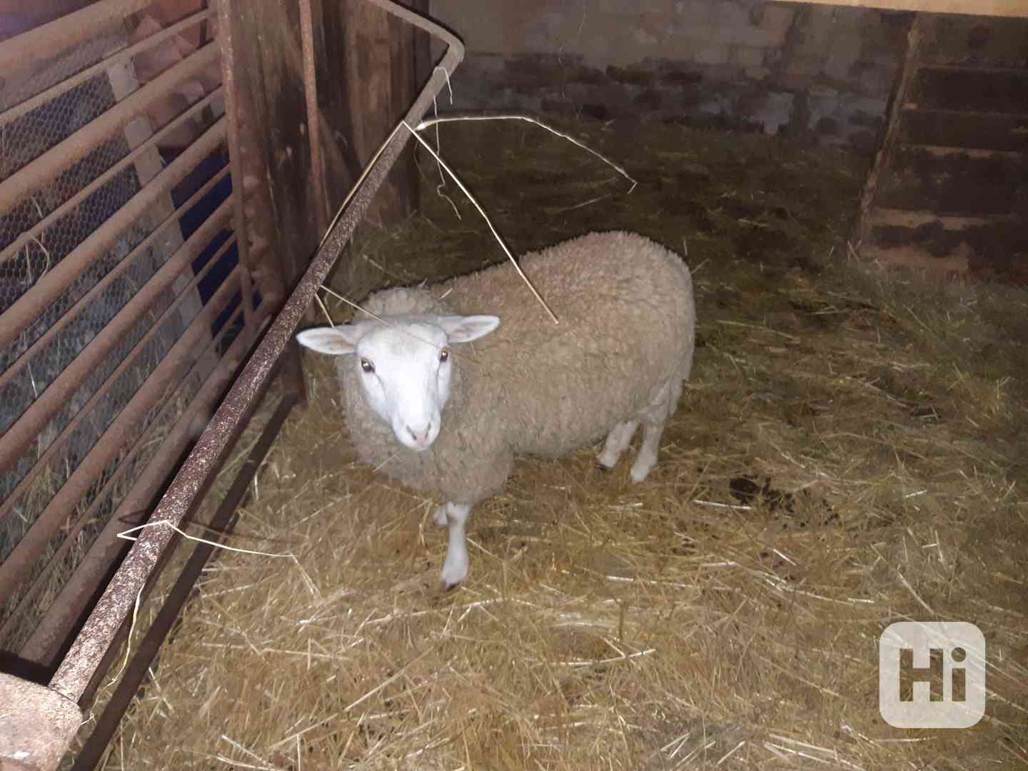 Prodej beránka - foto 1